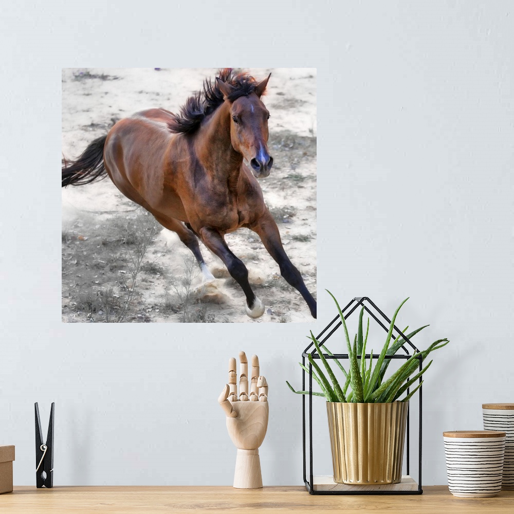 A bohemian room featuring This is a photograph of a horse mid-gallop that has been edited to reduce the color in the backgr...