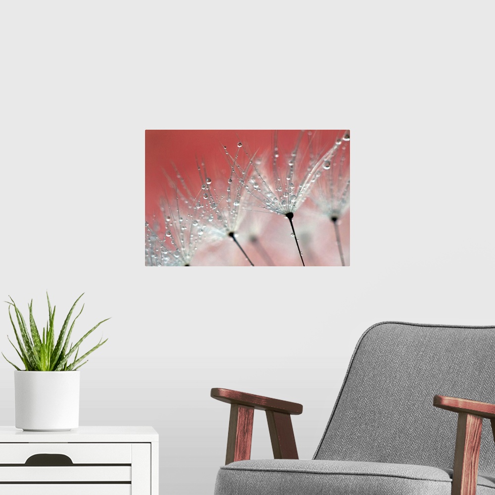 A modern room featuring Wall art of dandelions being weighed down by drops of water.