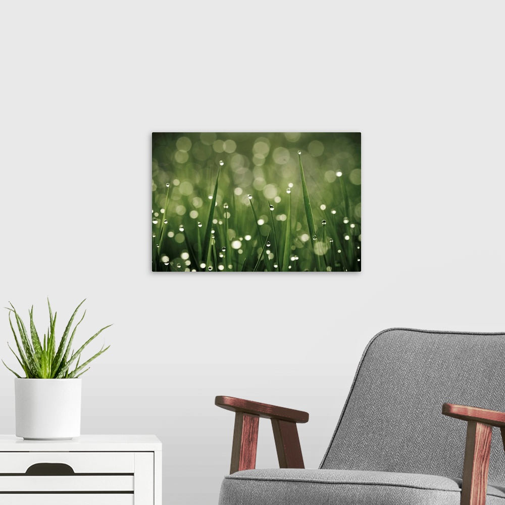 A modern room featuring Water drops on grass, France.