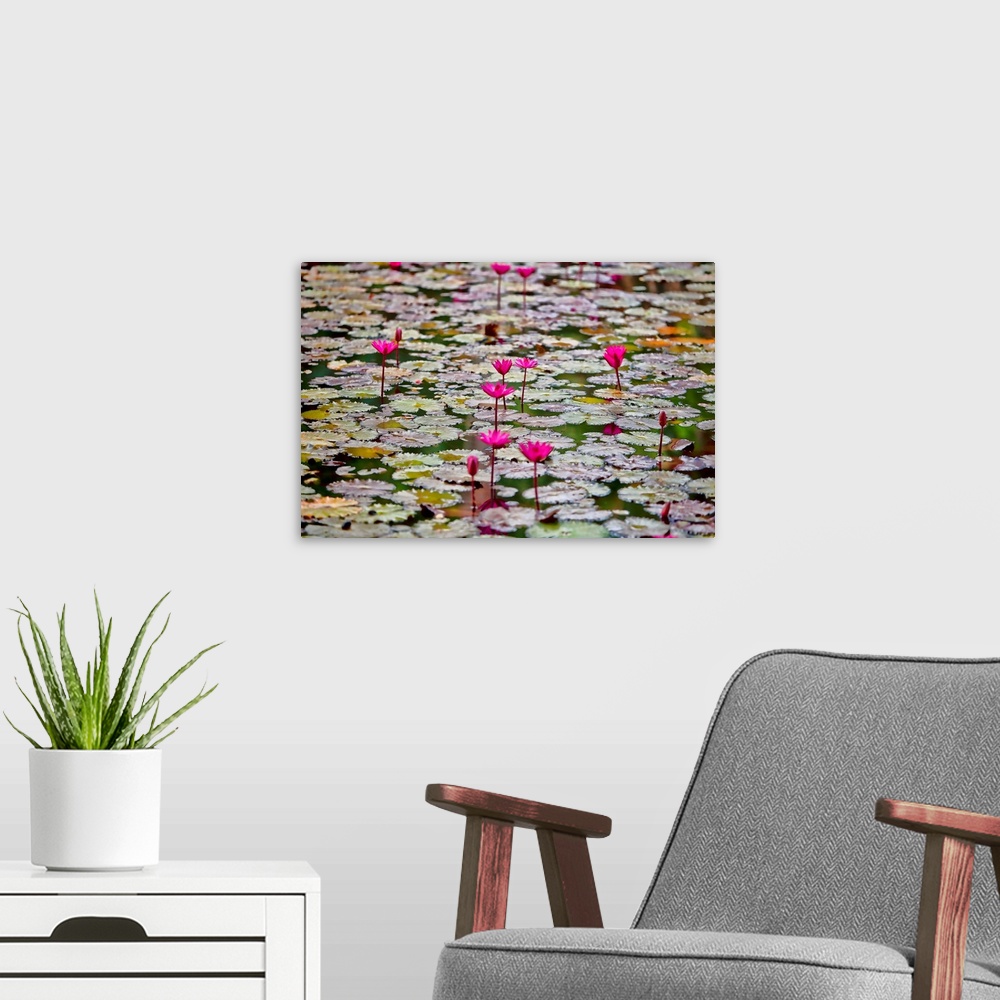 A modern room featuring Water Lilies in pond in Kauai, Hawaii