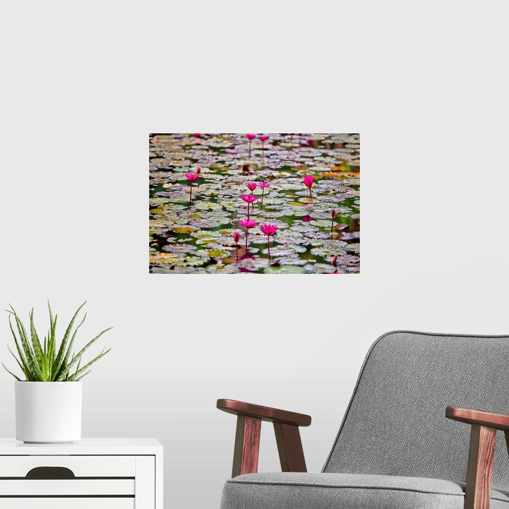 A modern room featuring Water Lilies in pond in Kauai, Hawaii