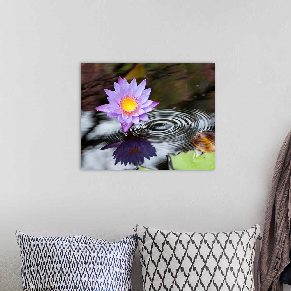 A bohemian room featuring Purple lotus flower in a pond with ripples from falling rain.