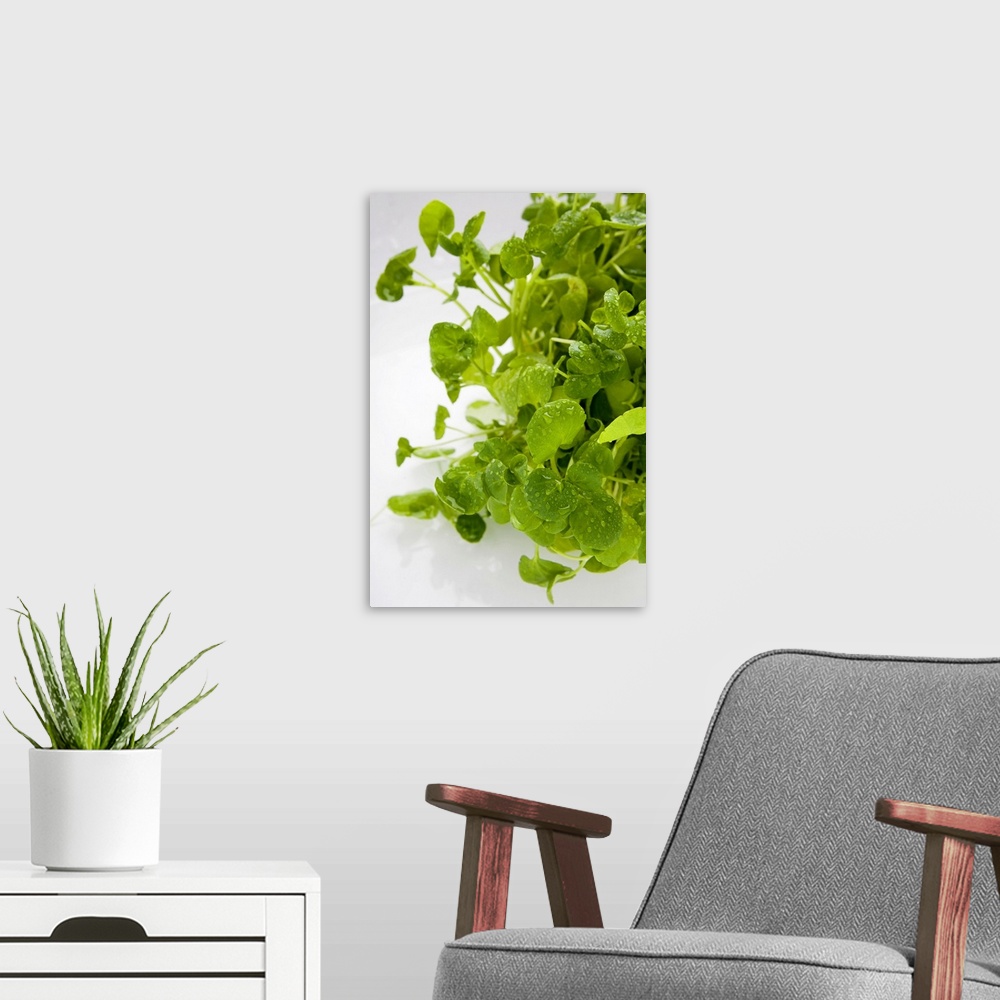 A modern room featuring Watercress with water drops