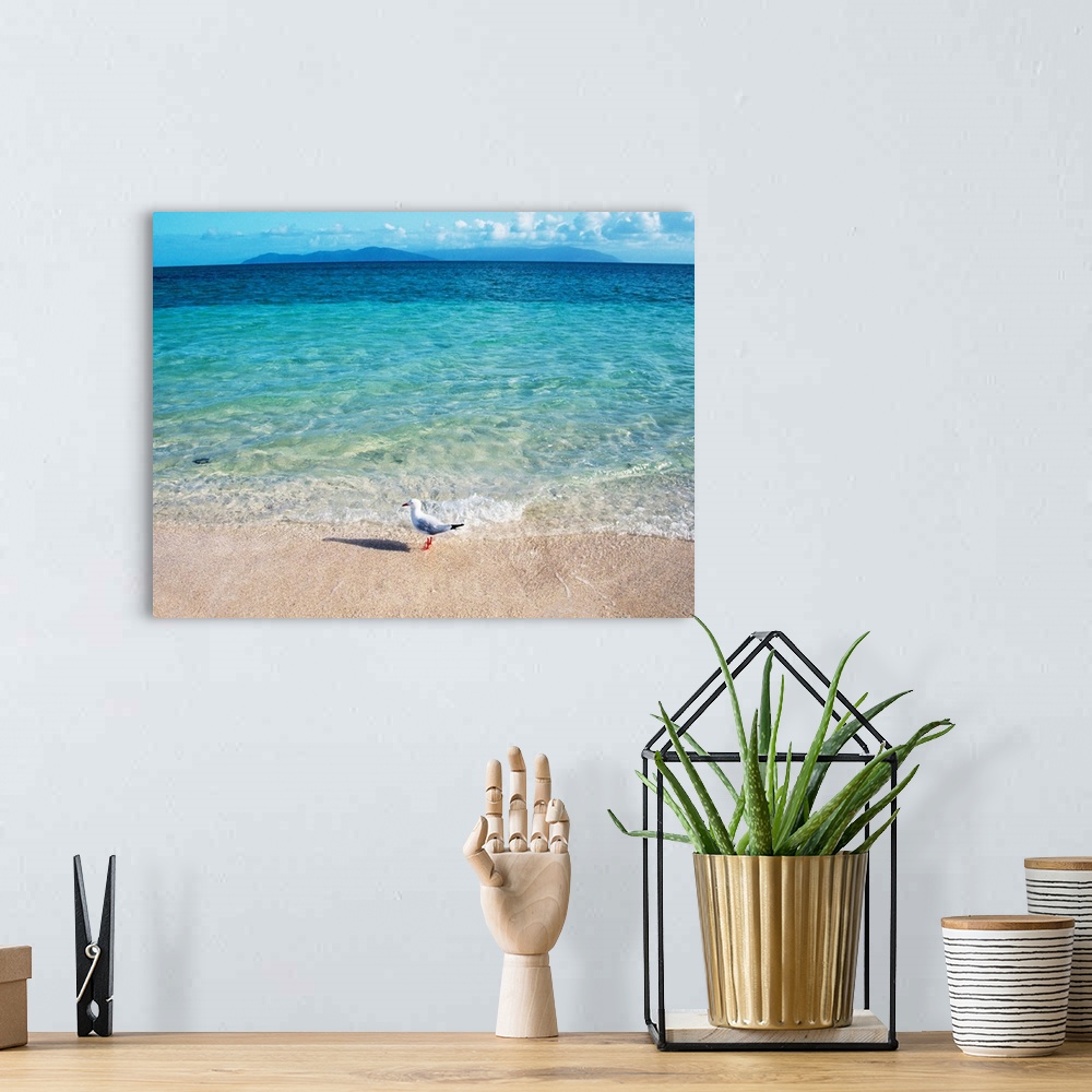 A bohemian room featuring A lone seagull stands in the clear surf as it gently rocks against the sandy shore in this landsc...