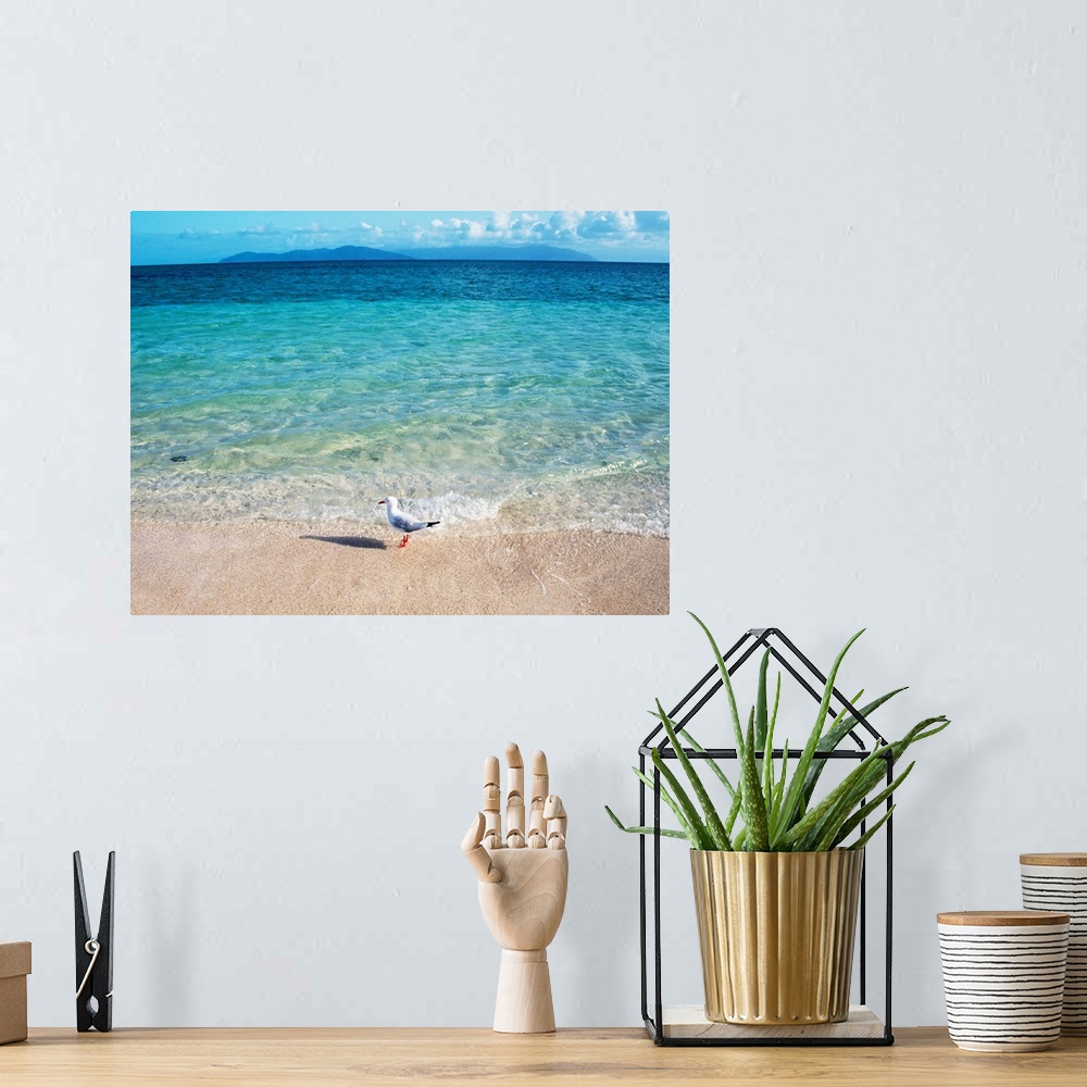 A bohemian room featuring A lone seagull stands in the clear surf as it gently rocks against the sandy shore in this landsc...