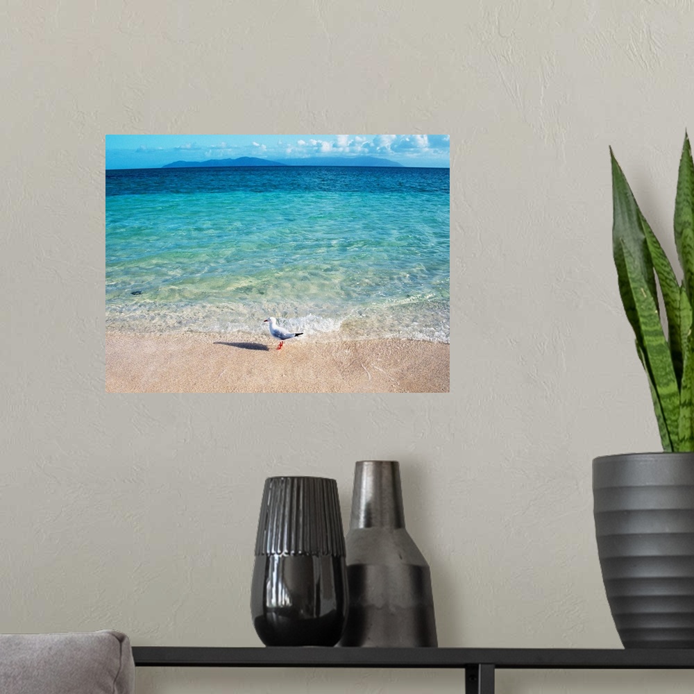 A modern room featuring A lone seagull stands in the clear surf as it gently rocks against the sandy shore in this landsc...