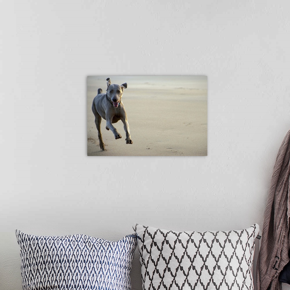 A bohemian room featuring Weimaraner at full speed on stormy beach.