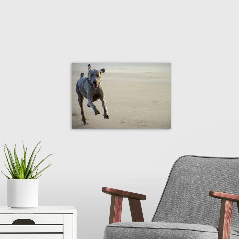 A modern room featuring Weimaraner at full speed on stormy beach.