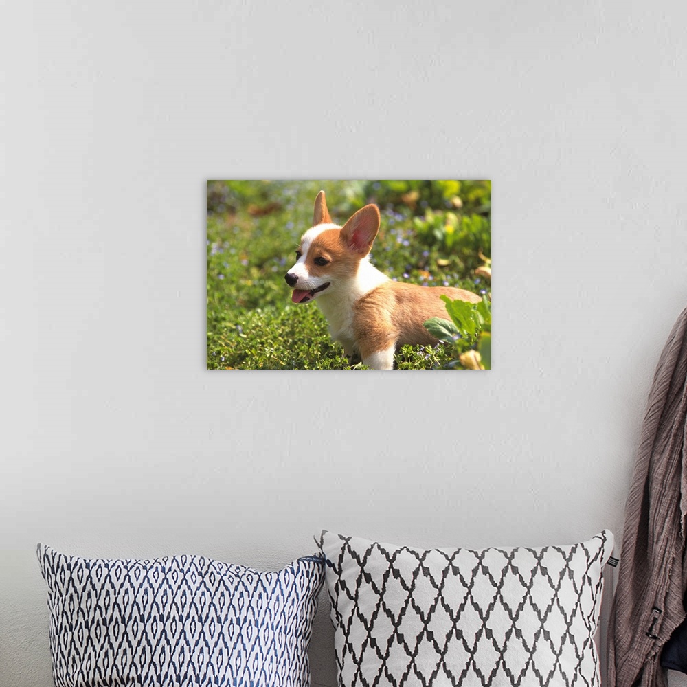 A bohemian room featuring Welsh Corgi: is a dog breed that originated in Wales descended from Swedish Vallhund dogs that ca...