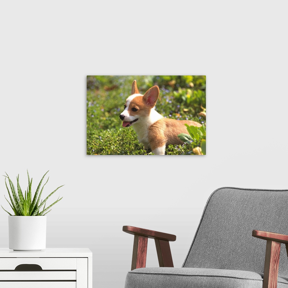 A modern room featuring Welsh Corgi: is a dog breed that originated in Wales descended from Swedish Vallhund dogs that ca...