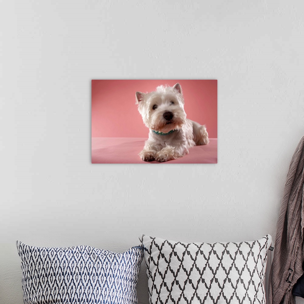 A bohemian room featuring West Highland Terrier lying down