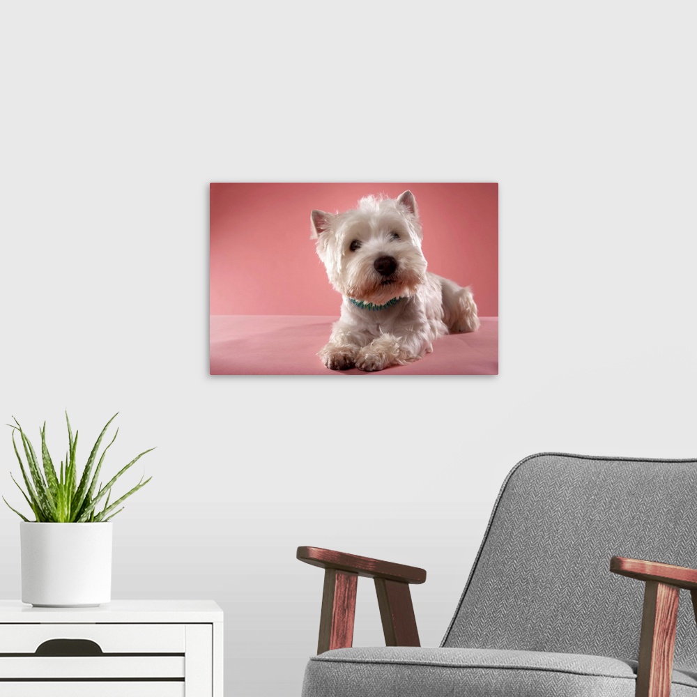 A modern room featuring West Highland Terrier lying down