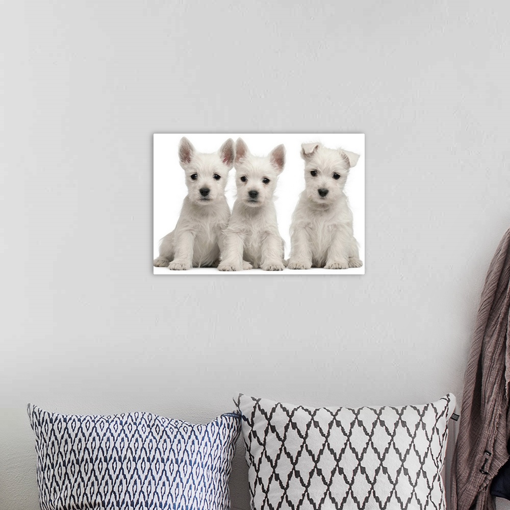 A bohemian room featuring West Highland Terrier puppies (7 weeks old)