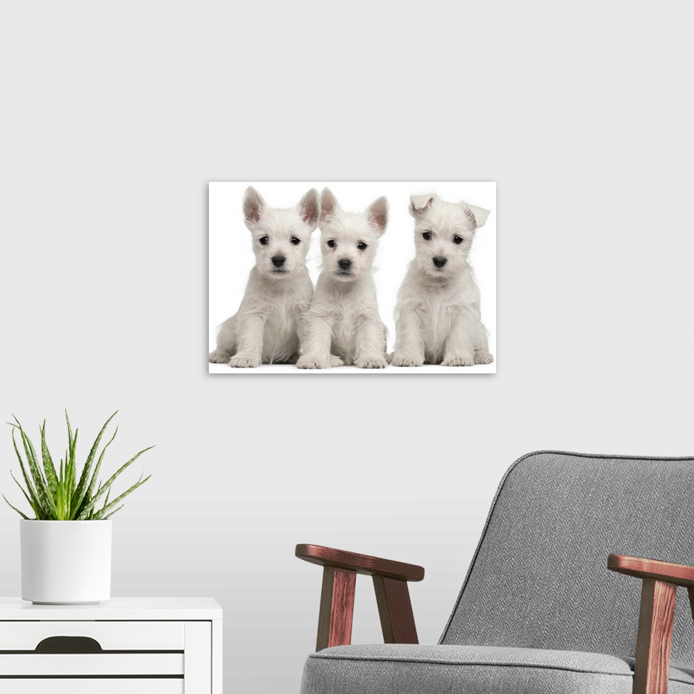 A modern room featuring West Highland Terrier puppies (7 weeks old)