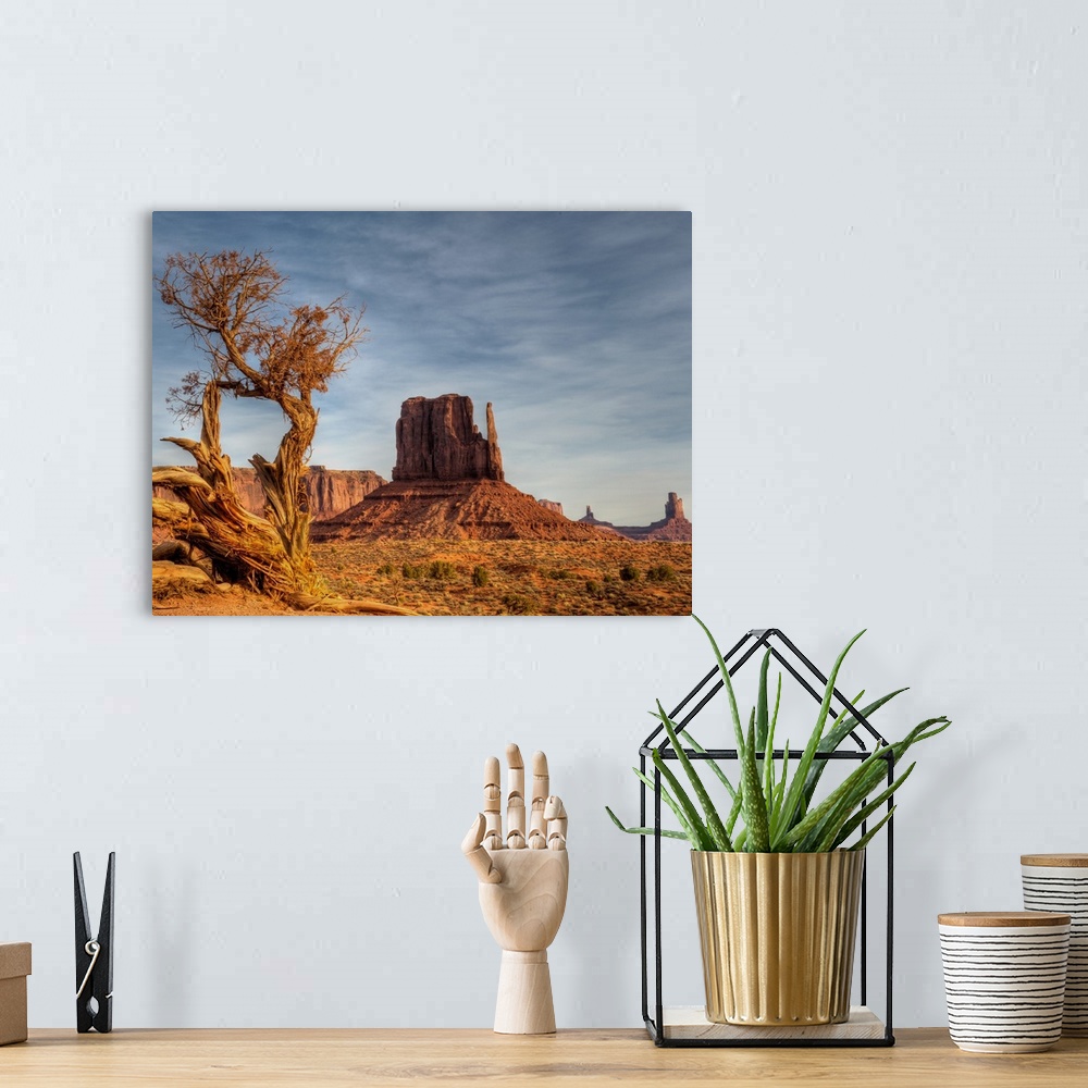 A bohemian room featuring The West Mitten in Monument Valley in the early morning light. Juniper trees have a very hard lif...