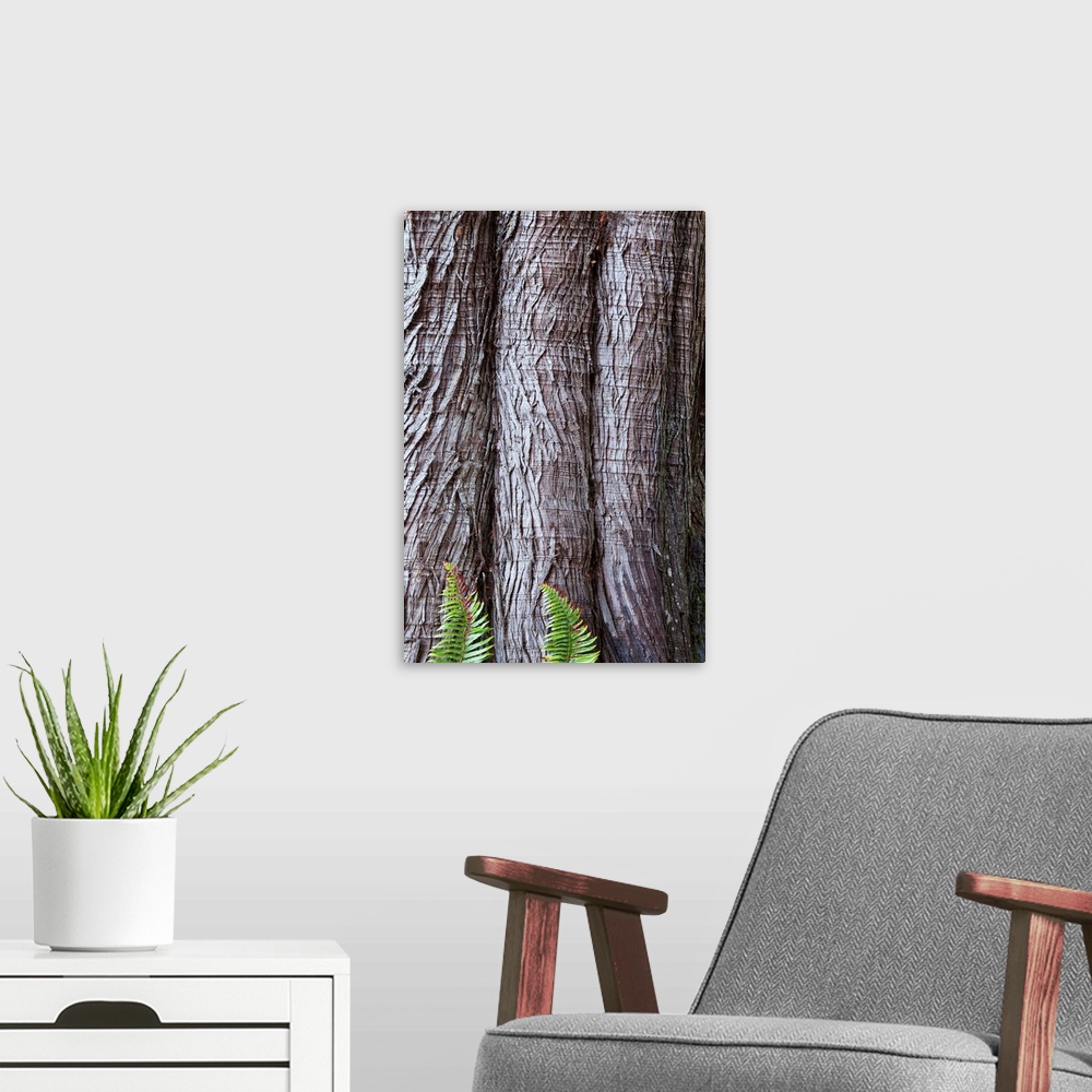 A modern room featuring USA, Washington State, Western red cedar Thuja plicata bark with Sword ferns Polystichum Munitum ...