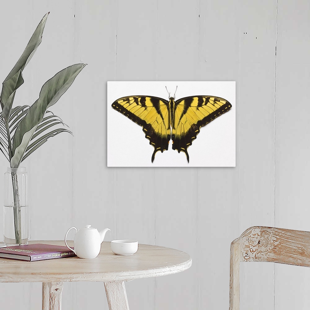 A farmhouse room featuring Western Tiger Swallowtail Butterfly