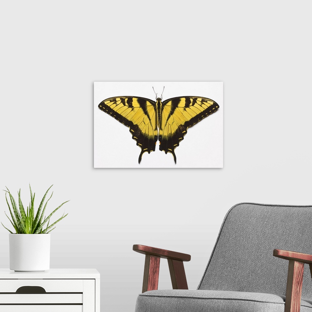 A modern room featuring Western Tiger Swallowtail Butterfly