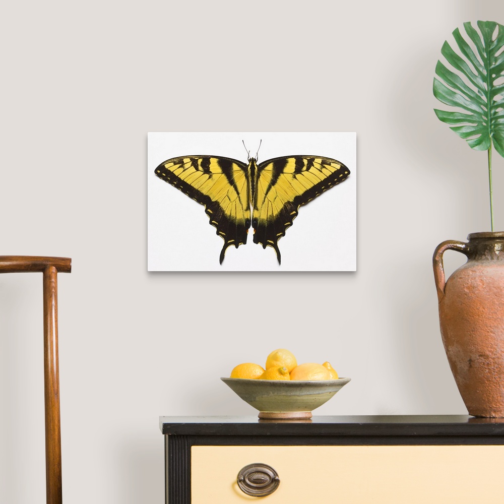 A traditional room featuring Western Tiger Swallowtail Butterfly