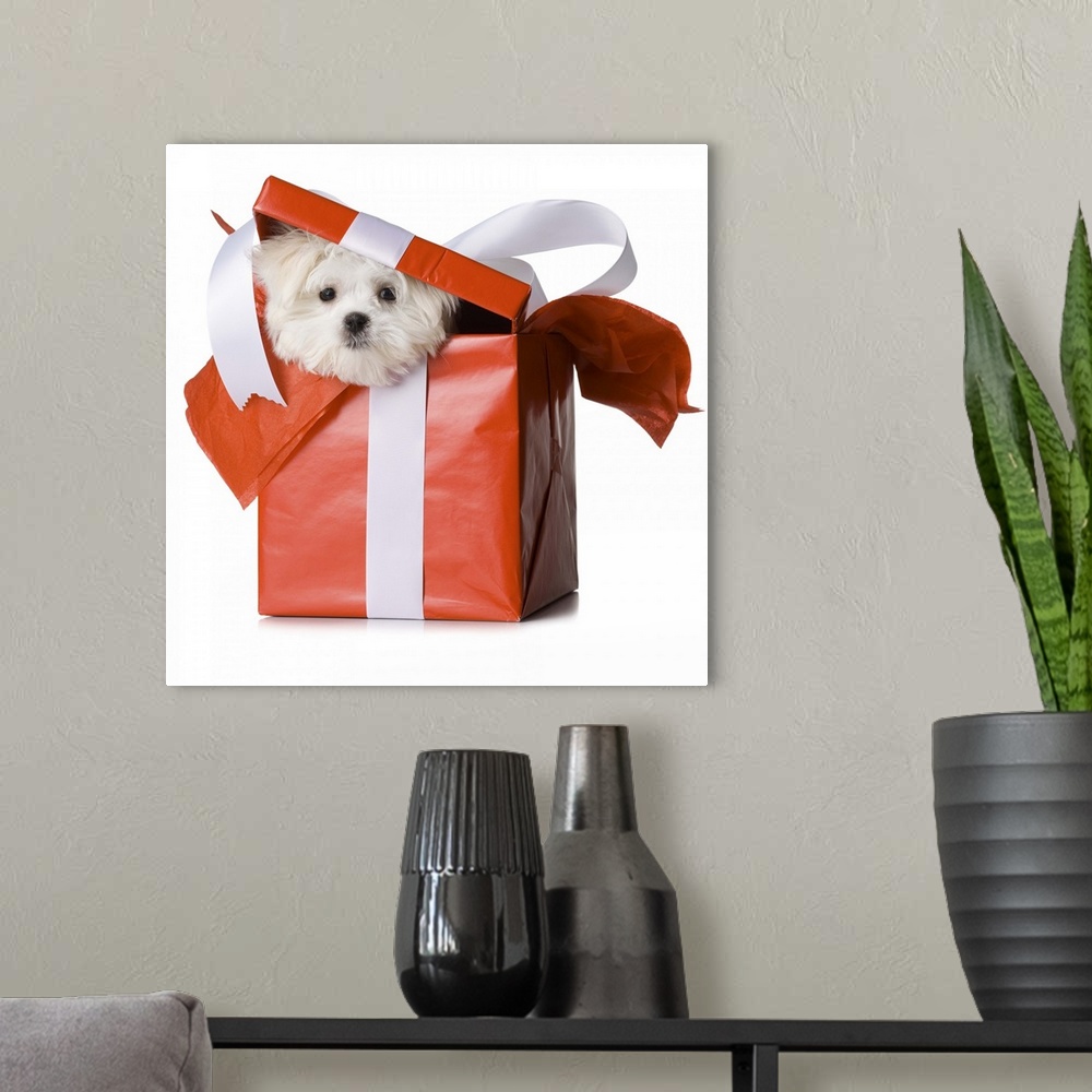 A modern room featuring Westie puppy in a box