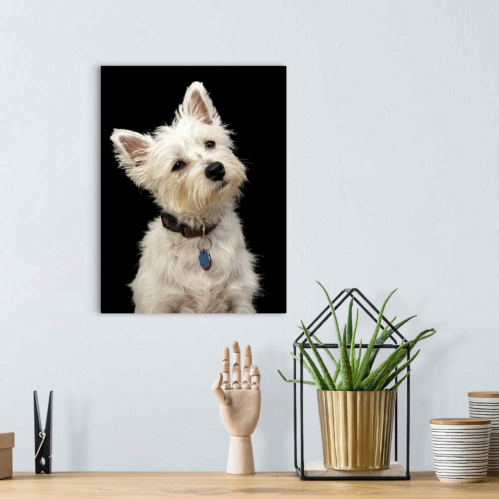 A bohemian room featuring Westie (West Highland terrier) with collar.