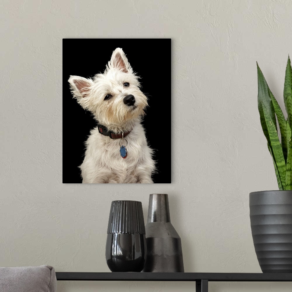 A modern room featuring Westie (West Highland terrier) with collar.
