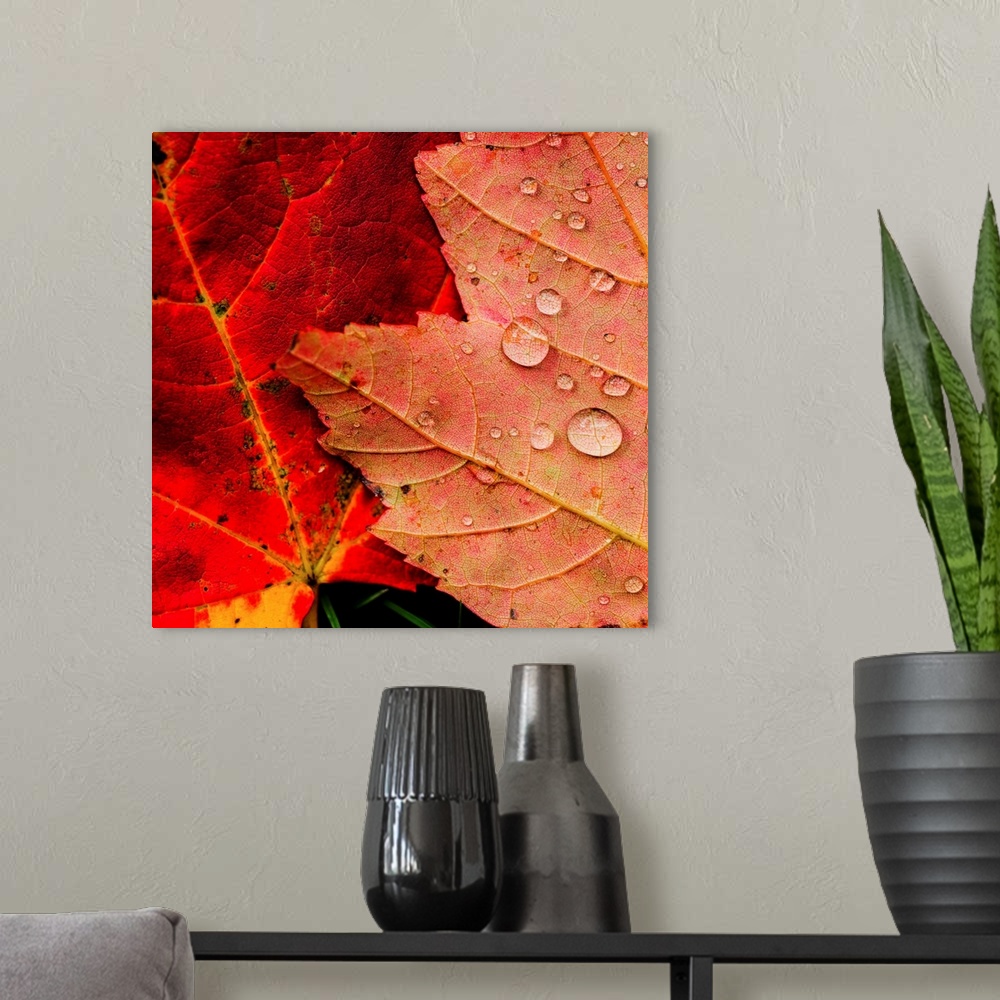 A modern room featuring Wet autumn leaves