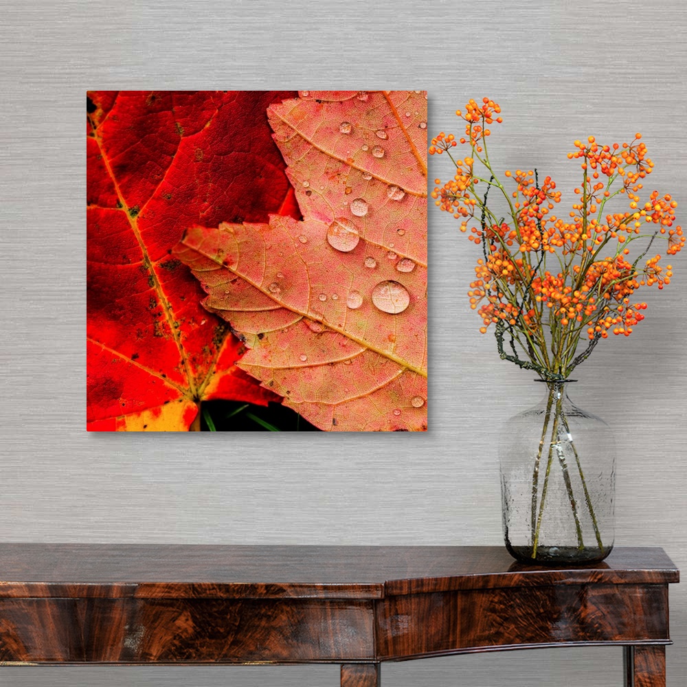 A traditional room featuring Wet autumn leaves