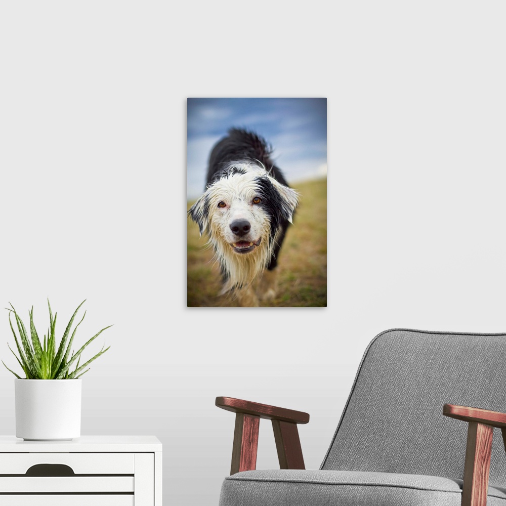 A modern room featuring Border Collie, Dog, Wet Dog, Looking Straight at camera, Shallow depth of field, Dirty, Sky, Stor...