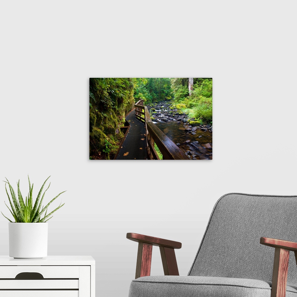 A modern room featuring Wet Trail Along Sweet Creek Near Florence On The Oregon Coast