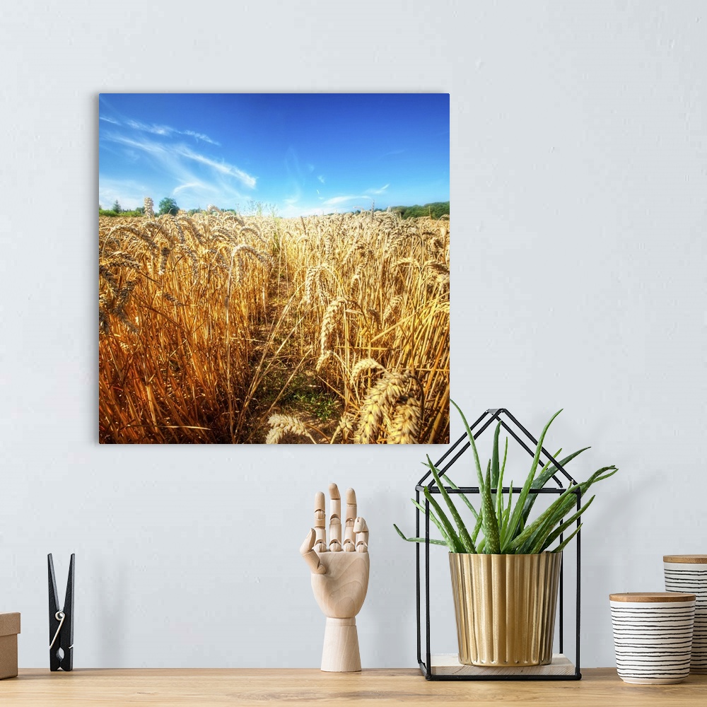 A bohemian room featuring Wheat Field Ready For Harvest With Blue Sky