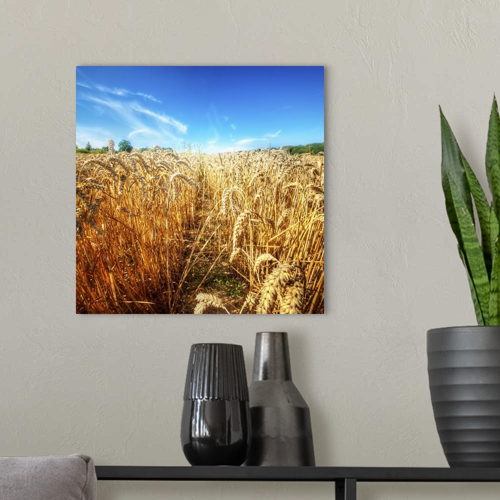 A modern room featuring Wheat Field Ready For Harvest With Blue Sky