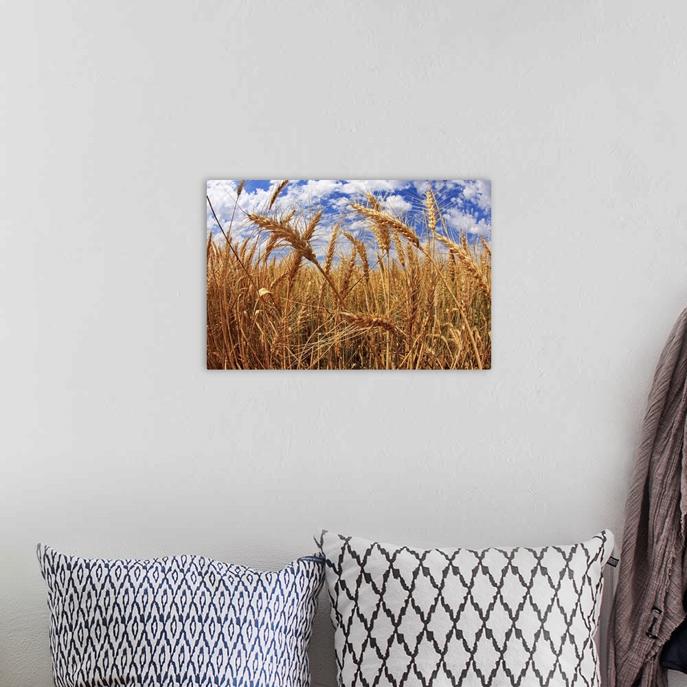 A bohemian room featuring Close up of wheat field with cloudy sky.