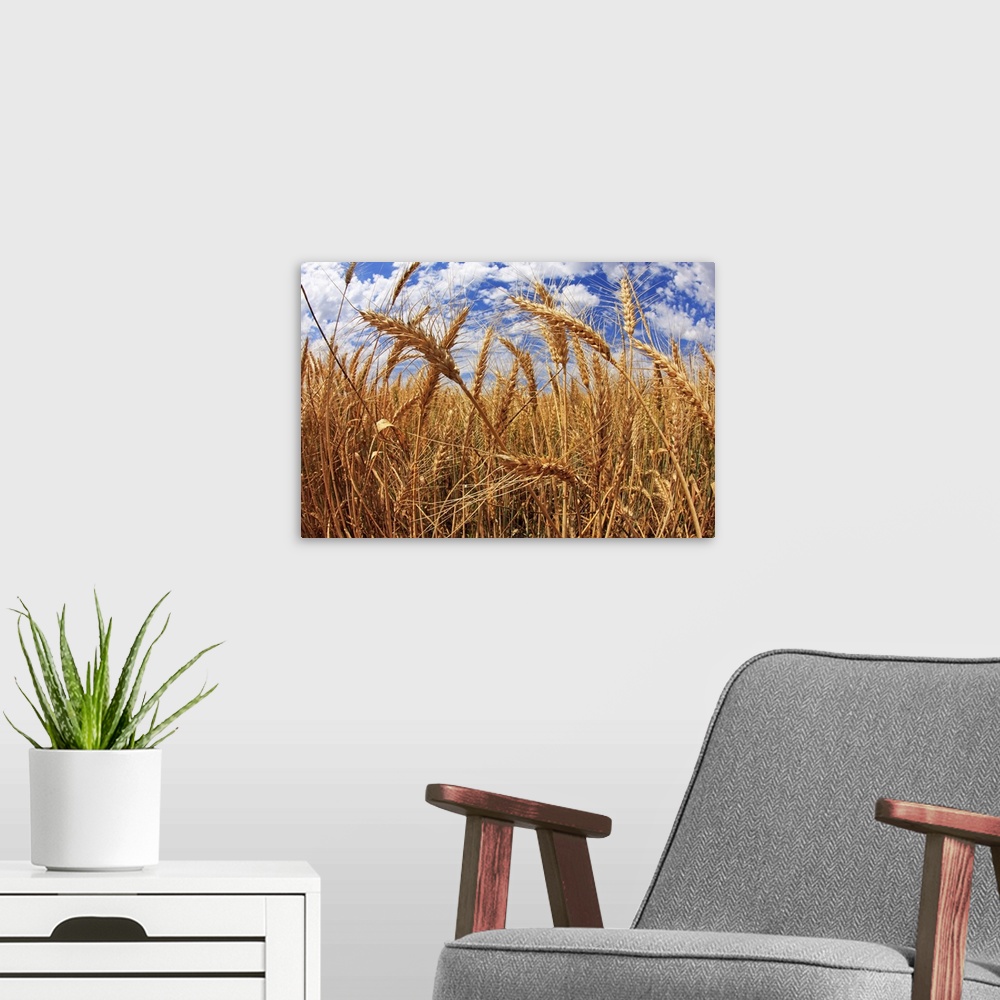 A modern room featuring Close up of wheat field with cloudy sky.