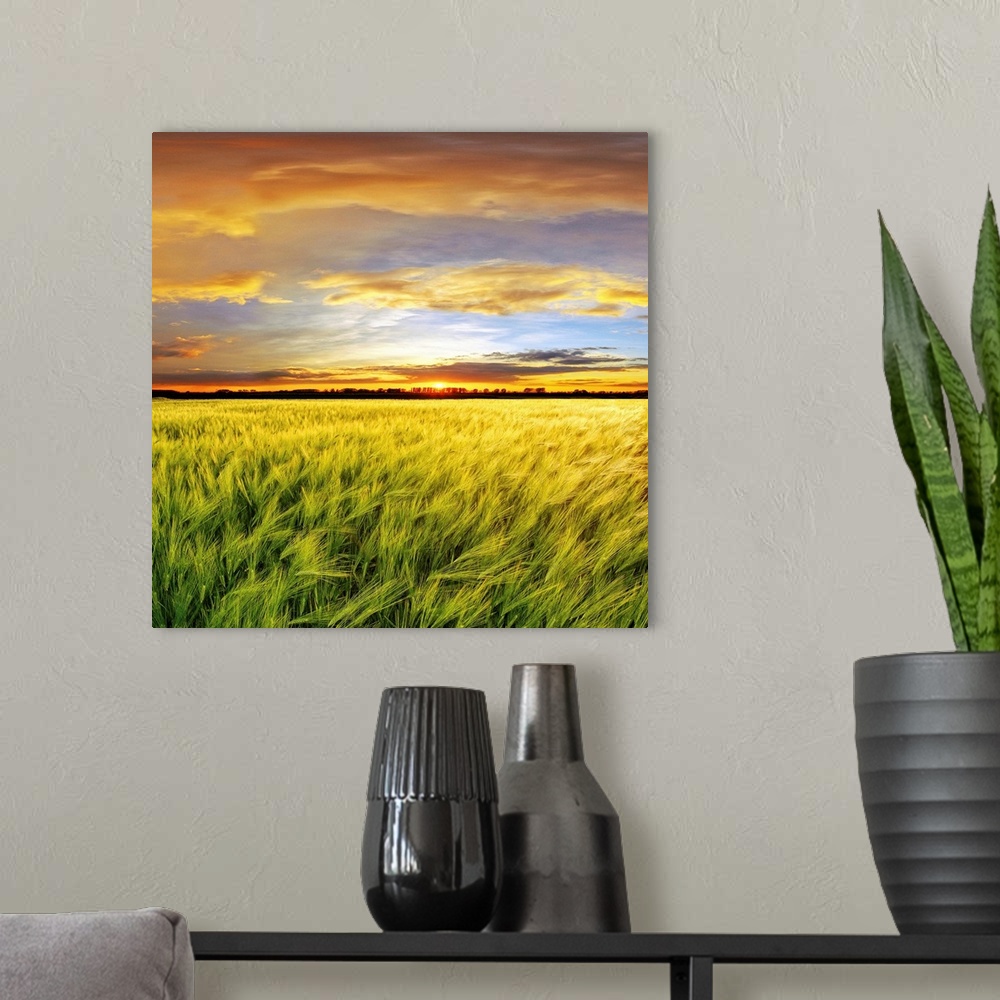 A modern room featuring Wheat field with sunset, Spain