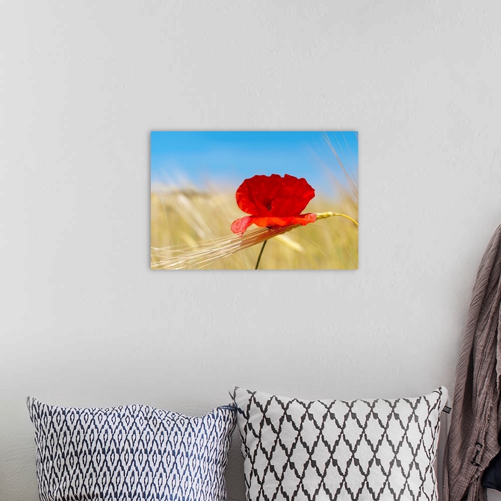 A bohemian room featuring Wheat stalks and poppy in field with blue summer sky as background.