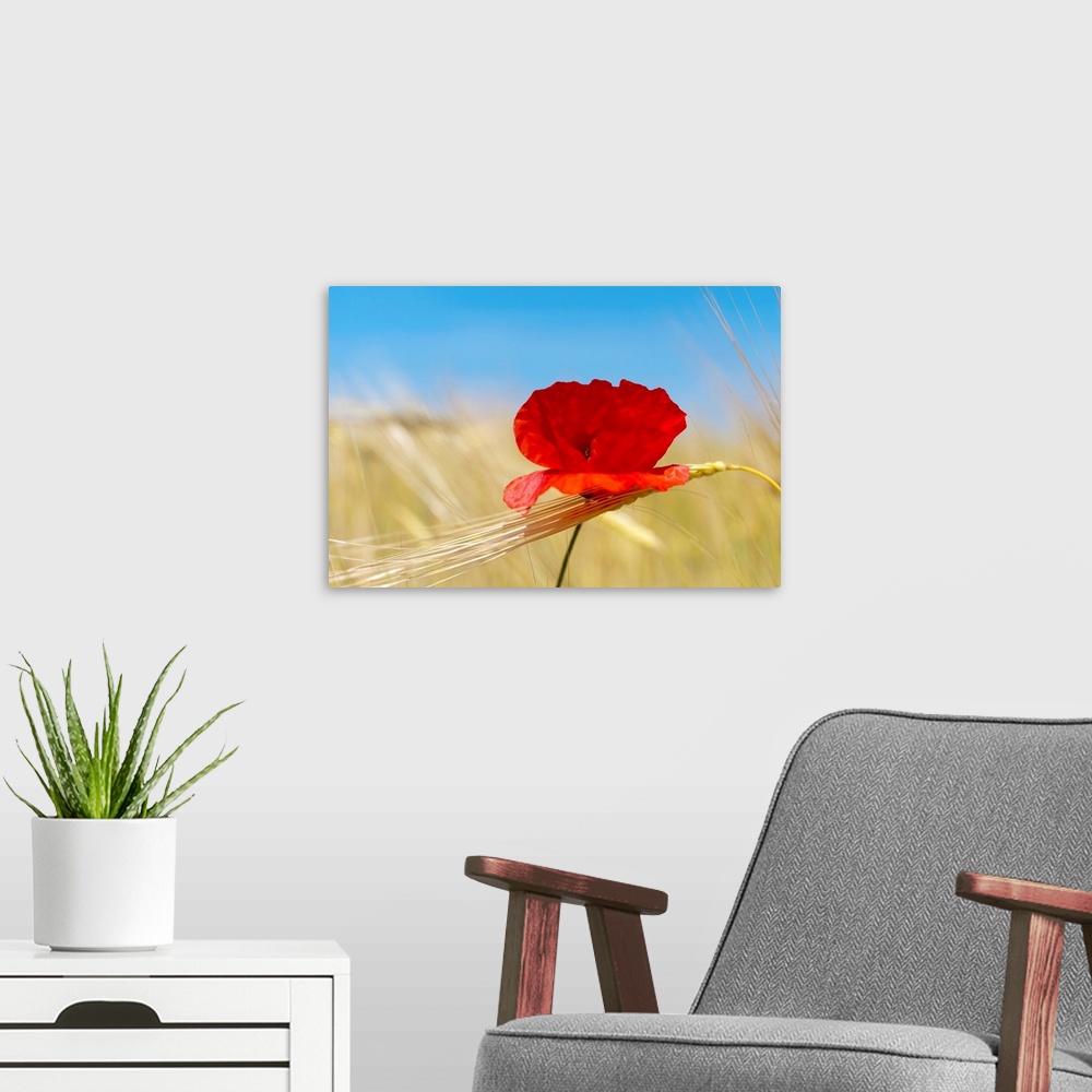 A modern room featuring Wheat stalks and poppy in field with blue summer sky as background.