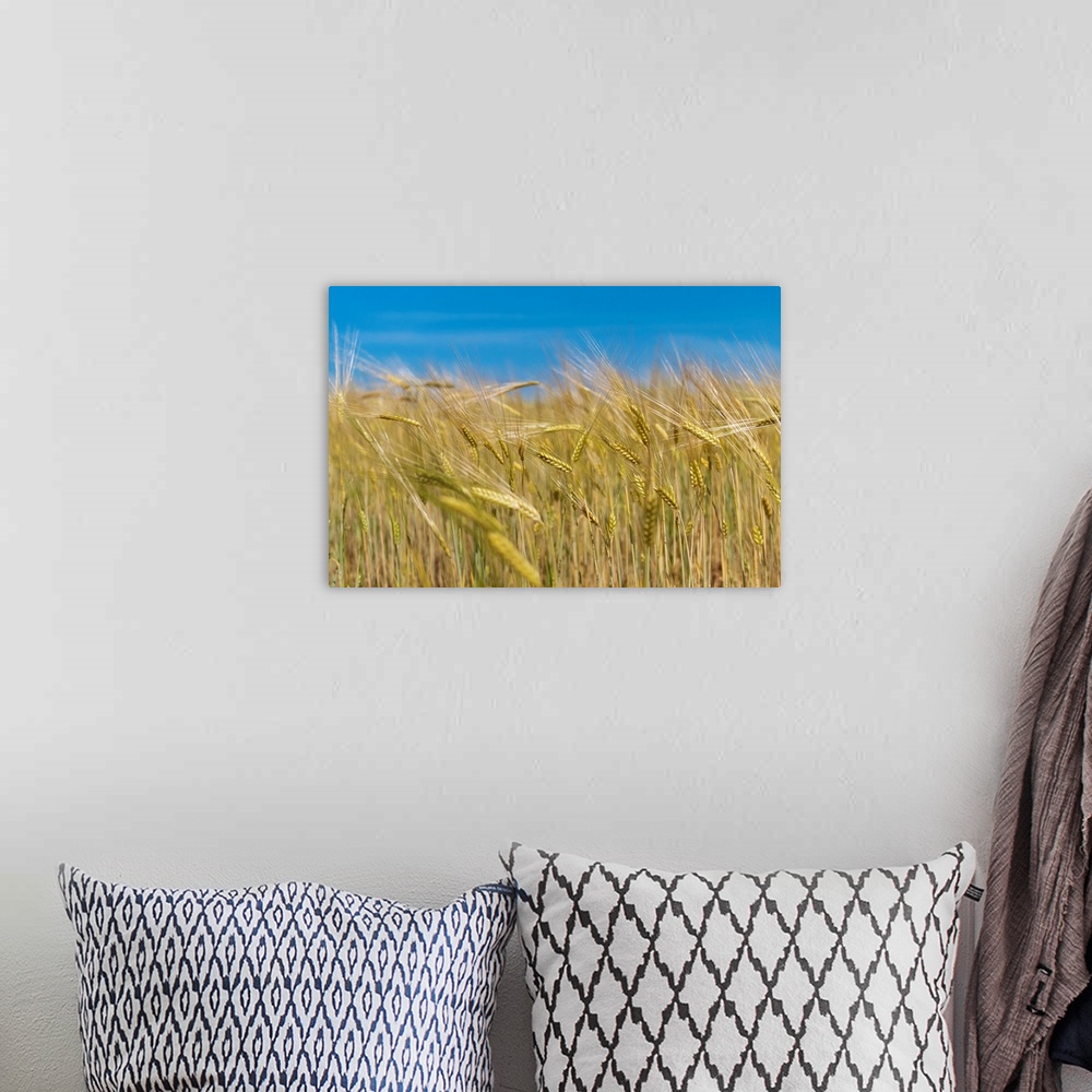 A bohemian room featuring Wheat stalks in field with blue summer sky above.