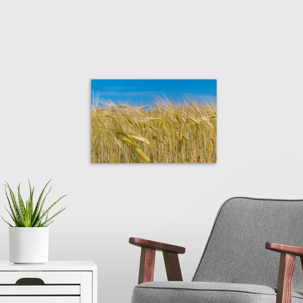 A modern room featuring Wheat stalks in field with blue summer sky above.