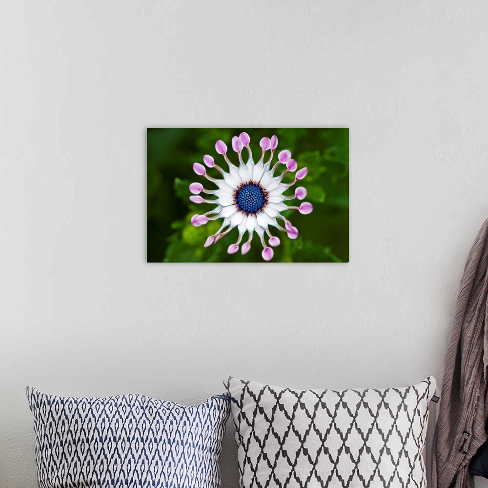 A bohemian room featuring White and blue flower on green out of focus background.