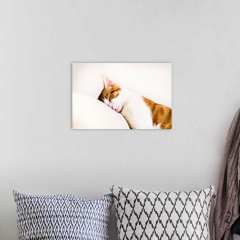 A bohemian room featuring White and orange cat sleeping on white sofa leaning its head on arm rest.
