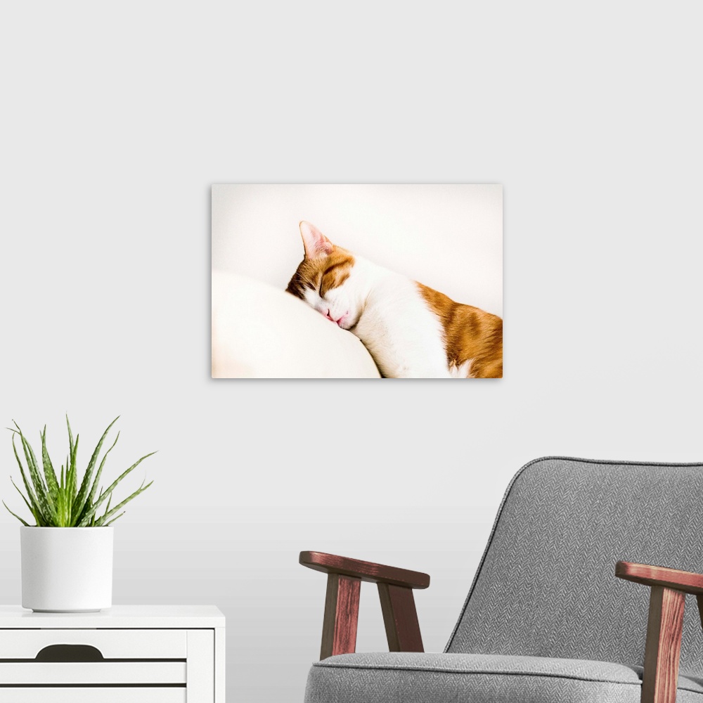 A modern room featuring White and orange cat sleeping on white sofa leaning its head on arm rest.