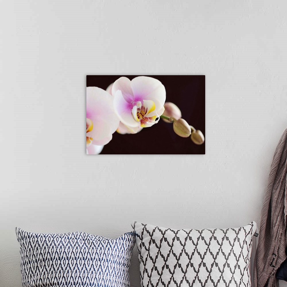 A bohemian room featuring White and pink phalaenopsis orchids, dark background.