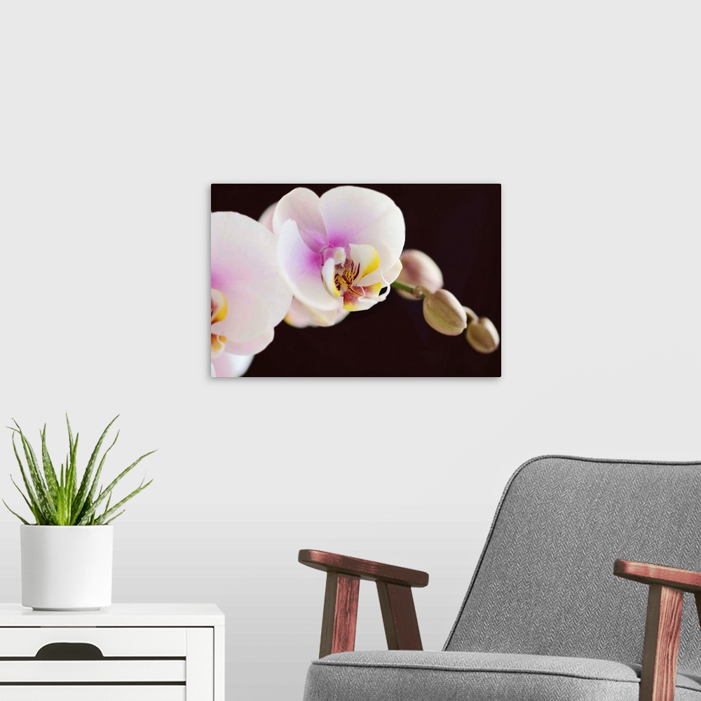 A modern room featuring White and pink phalaenopsis orchids, dark background.