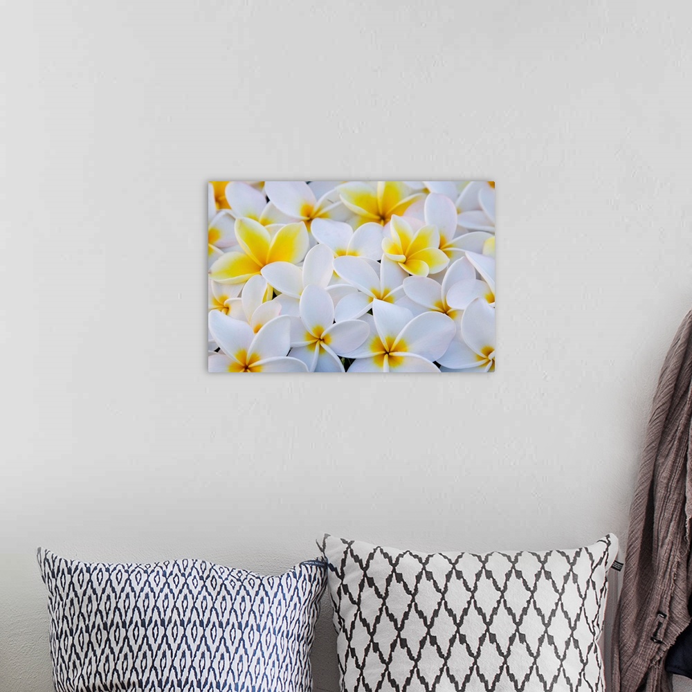 A bohemian room featuring White And Yellow Frangipani