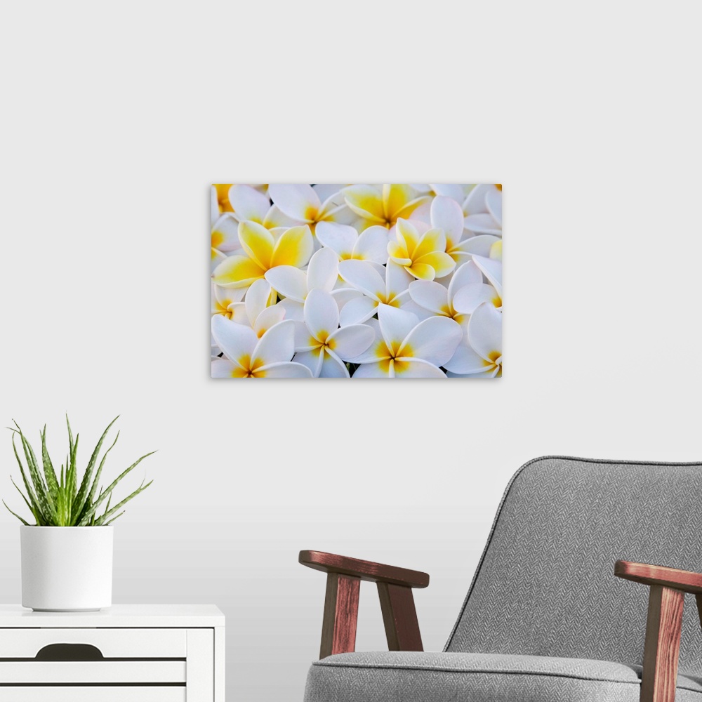 A modern room featuring White And Yellow Frangipani