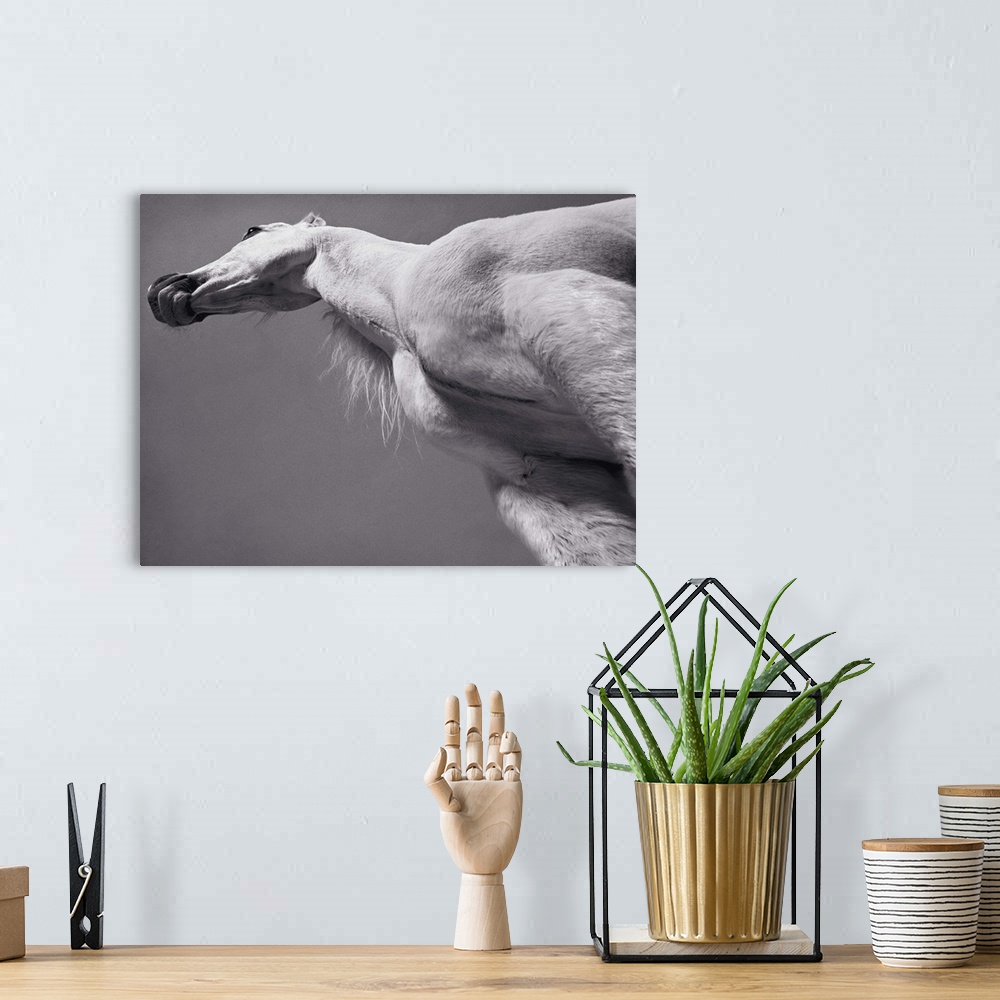 A bohemian room featuring White Arabian horse, low angle view (toned B&W)