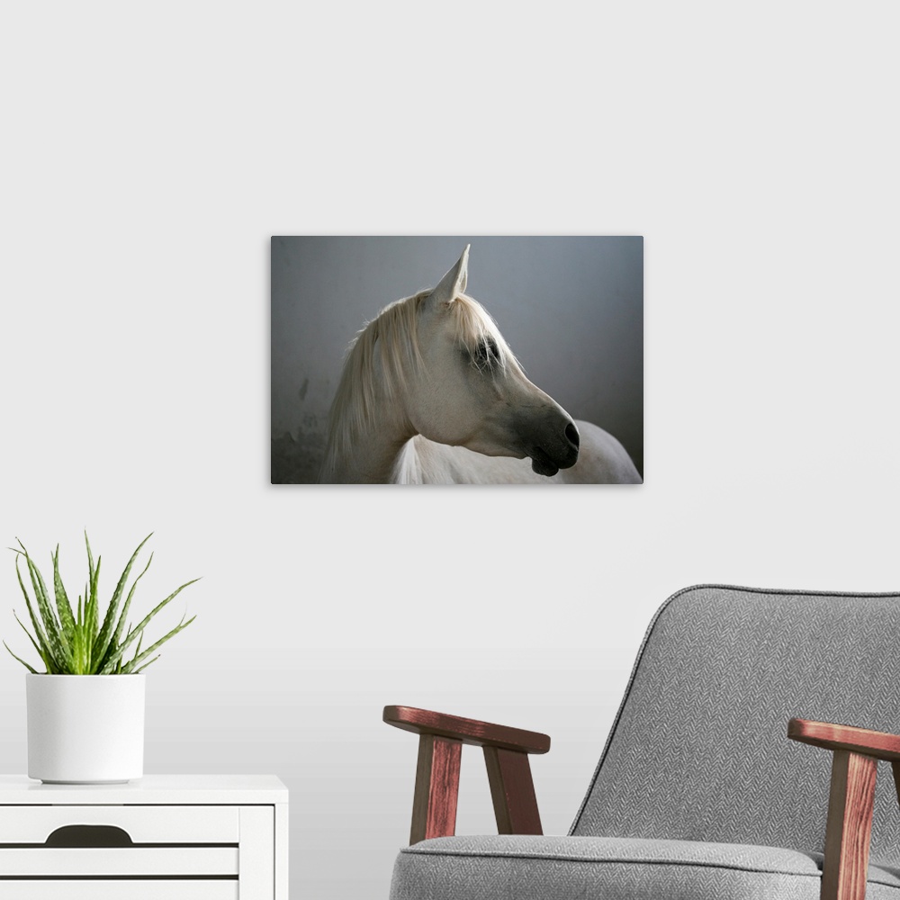 A modern room featuring A horse is photographed as it turns its head so only the right side is pictured.