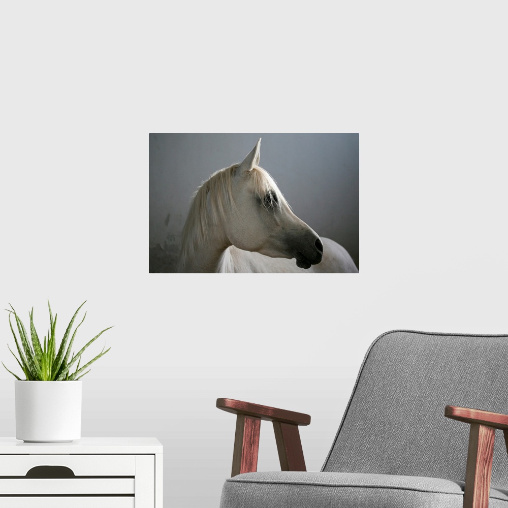 A modern room featuring A horse is photographed as it turns its head so only the right side is pictured.