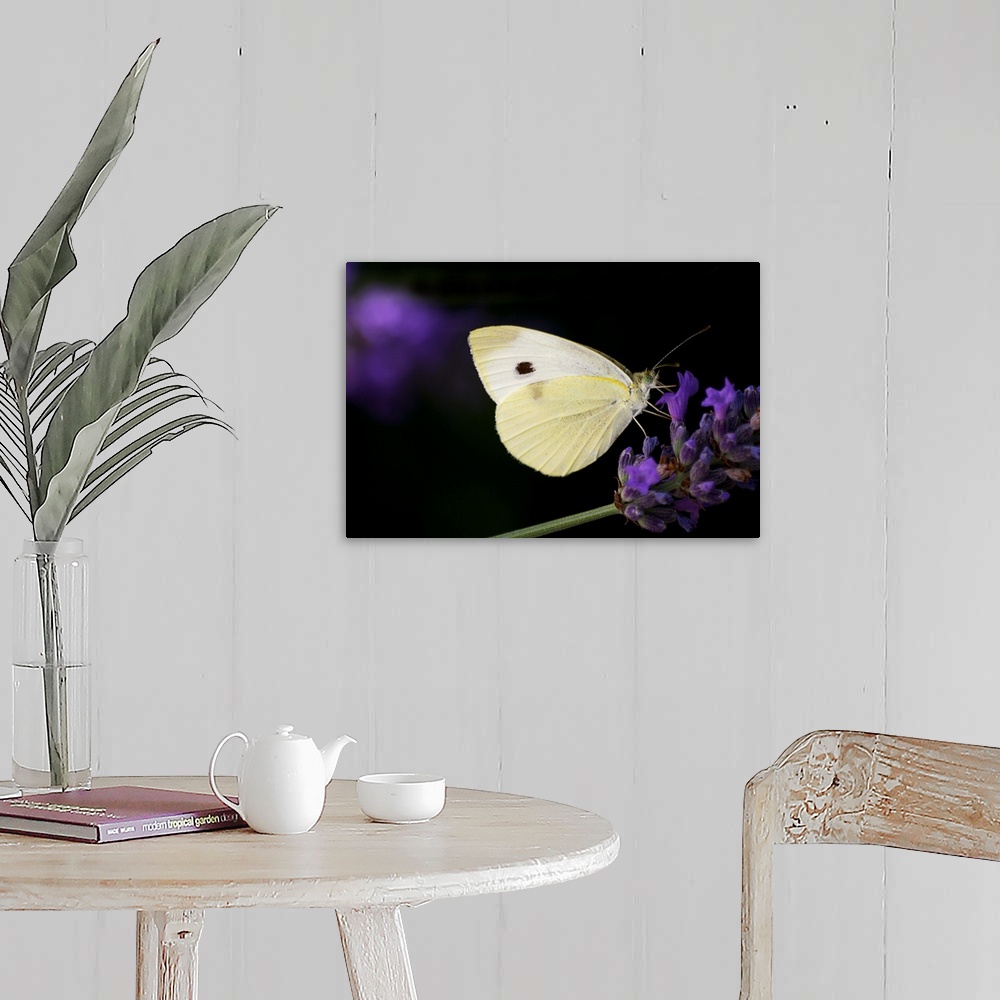A farmhouse room featuring White butterfly on purple lavender flower.